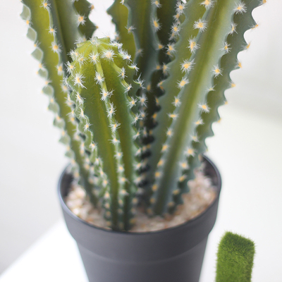 仿真爸棱仙人掌